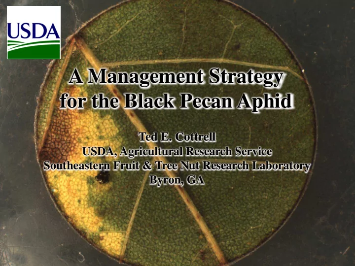 a management strategy for the black pecan aphid