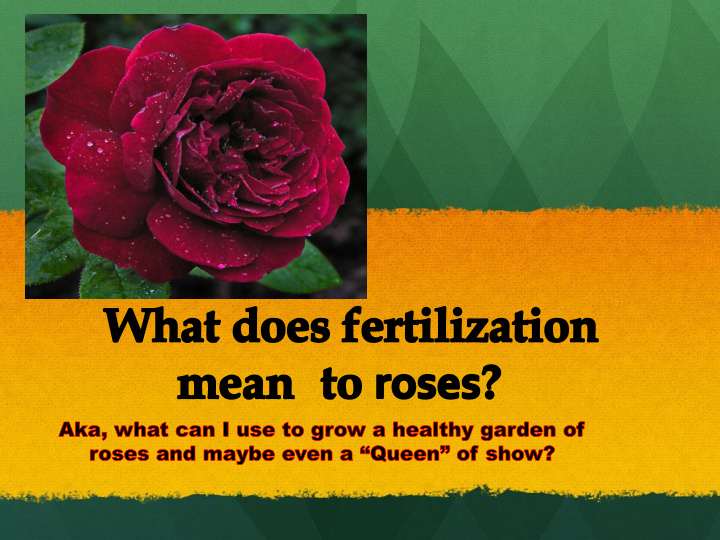 how your rose bush
