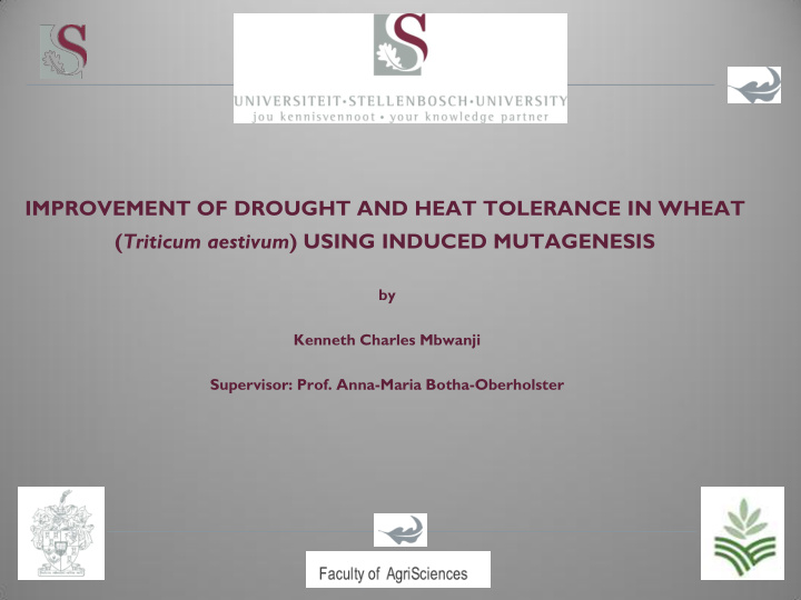 improvement of drought and heat tolerance in wheat