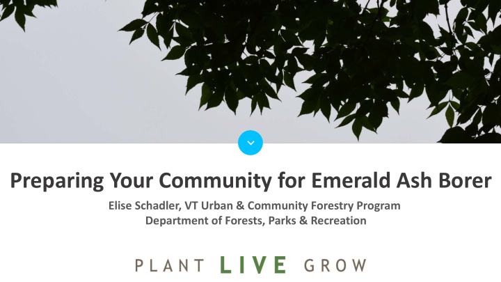 preparing your community for emerald ash borer