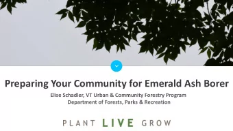 Preparing Your Community for Emerald Ash Borer  Elise Schadler, VT Urban &amp; Community Forestry