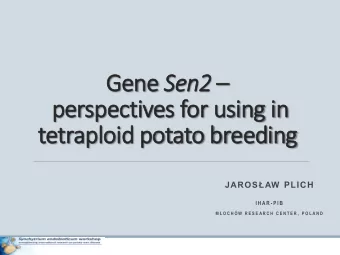 perspectives for using in  tetraploid potato breeding JAROSAW PLICH  I H A R - P I B M  O C H