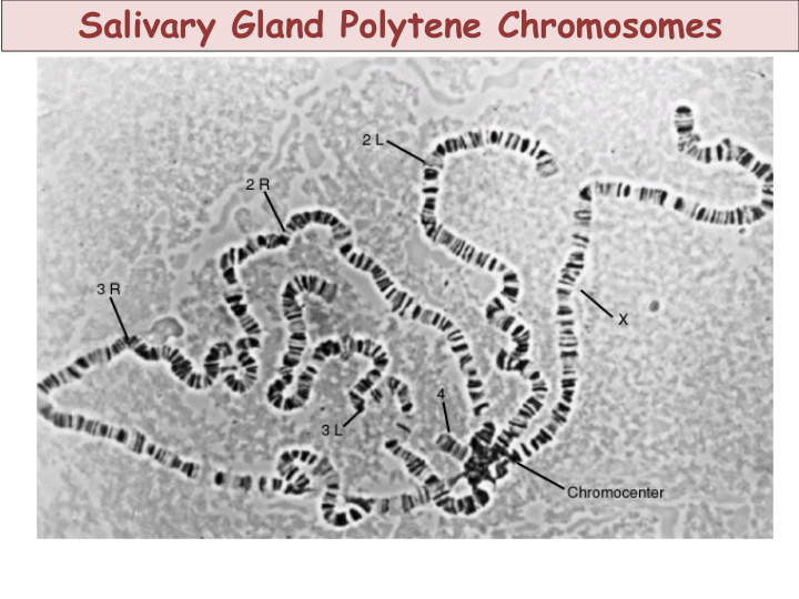 salivary gland polytene chromosomes rapid embryogenesis