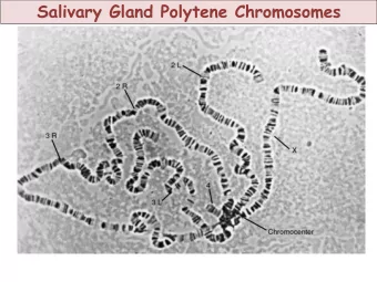 Salivary Gland Polytene Chromosomes  Rapid Embryogenesis- 10 minute cycles  Variations in the cell