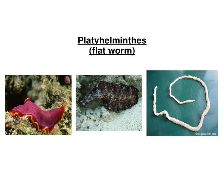 platyhelminthes flat worm