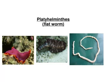 Platyhelminthes  (flat worm)  Platyhelminthes  They are a phylum of relatively simple bilateral,