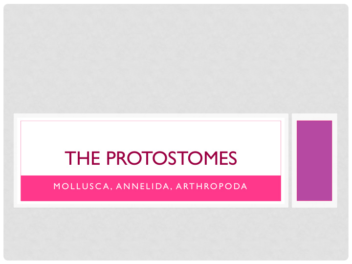the protostomes