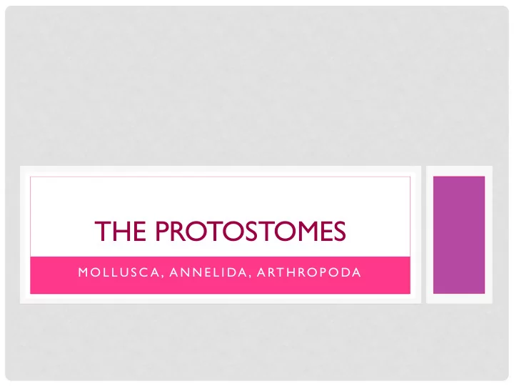 the protostomes