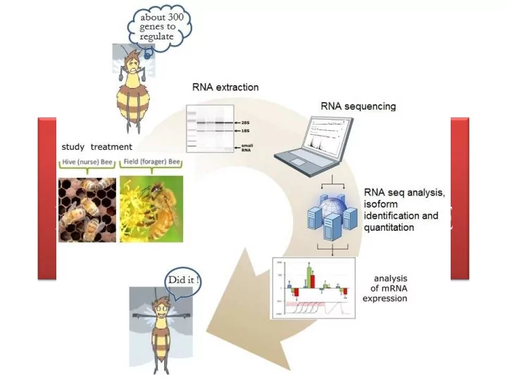 confirming differential gene expression in honeybee
