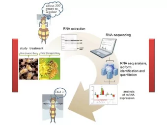 Confirming  Differential Gene  Expression in Honeybee  flight muscles    RNA seq analysis