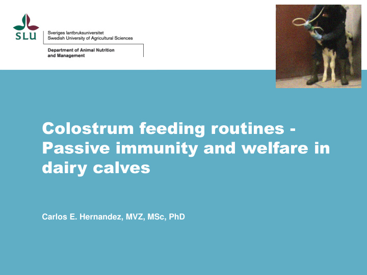 colostrum feeding routines passive immunity and welfare