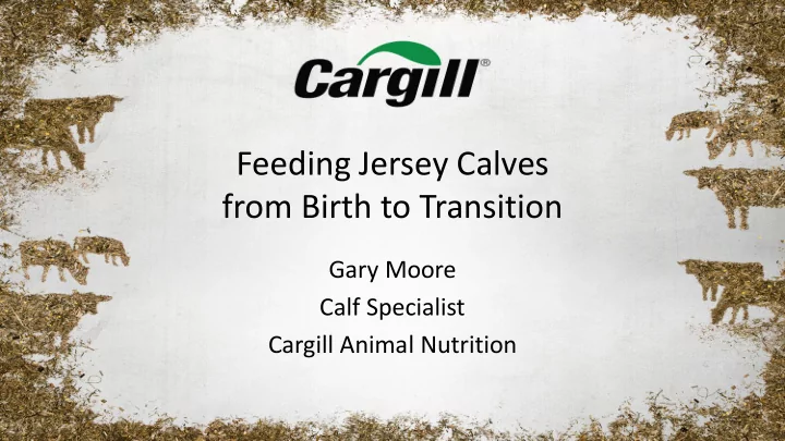 feeding jersey calves