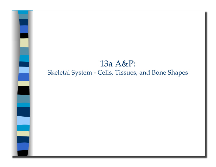 skeletal system cells tissues and bone shapes 13a a amp p