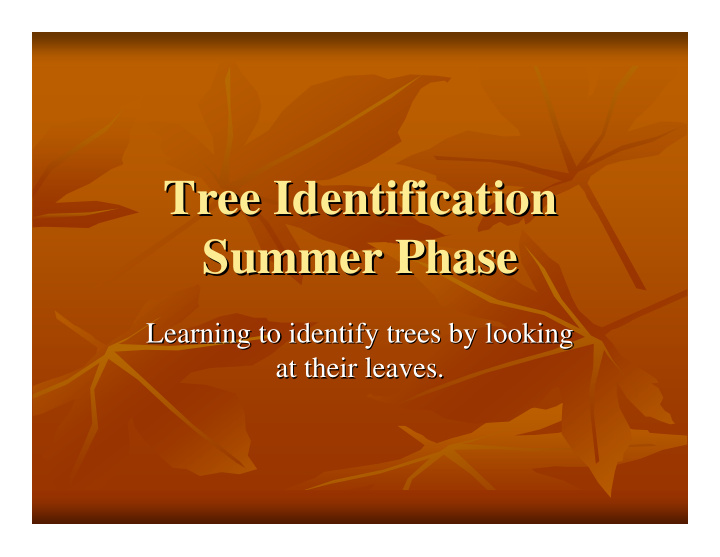 tree identification tree identification summer phase