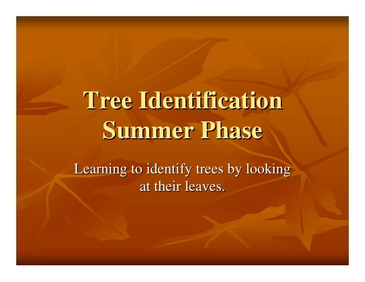 tree identification tree identification summer phase