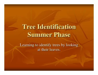 Tree Identification  Tree Identification  Summer Phase  Summer Phase  Learning to identify trees by