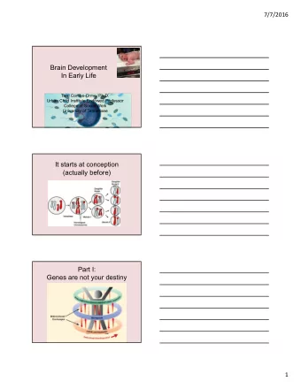 Brain Development  In Early Life  Terri Combs-Orme, Ph.D.  Urban Child Institute Endowed Professor