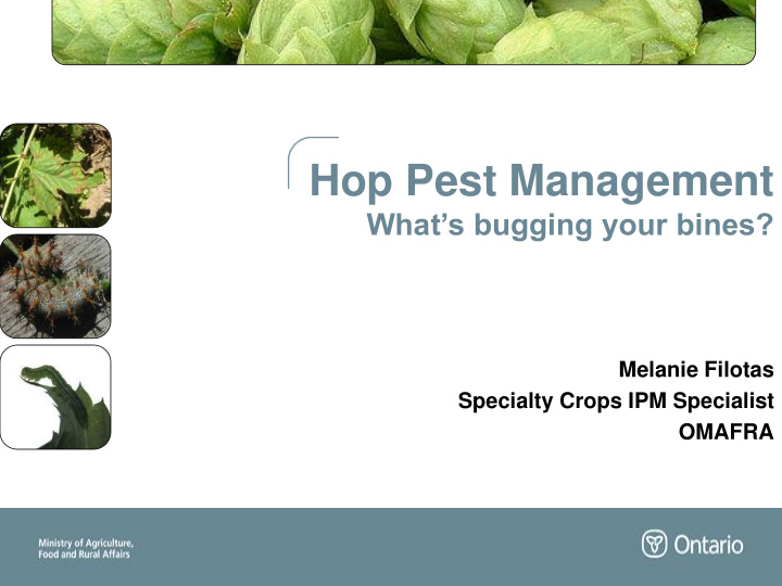 hop pest management