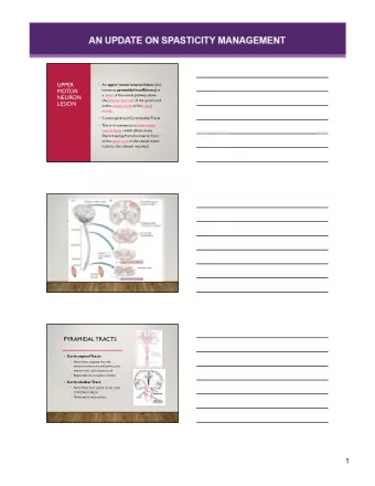 1  UMN LESION  Disrupts the balance of  supraspinal inhibitory and  excitatory inputs directed