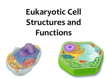 Eukaryotic Cell  Structures and  Functions  General Animal Cell Structure  General Plant Cell