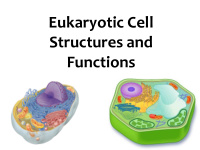 eukaryotic cell structures and