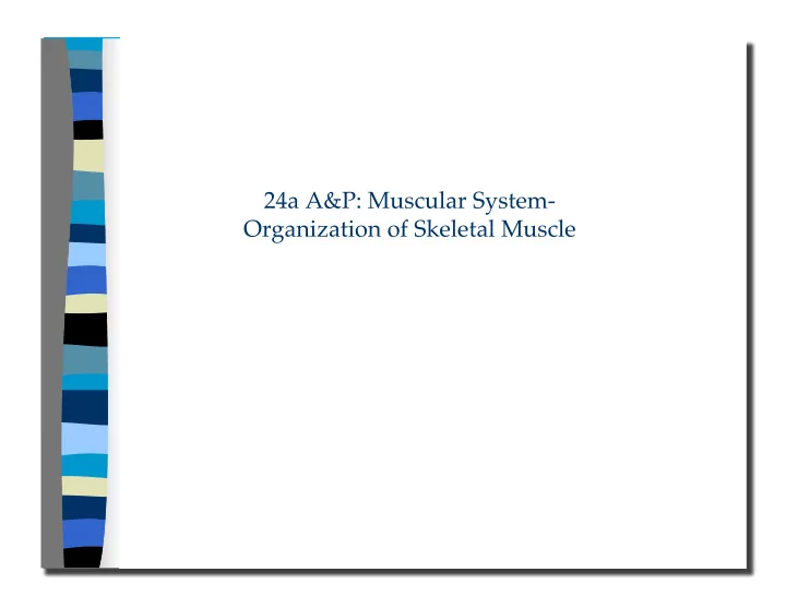 organization of skeletal muscle 24a a amp p muscular
