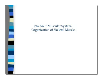 Organization of Skeletal Muscle 24a A&amp;P: Muscular System -  Organization of Skeletal Muscle