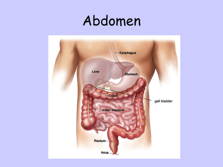 abdomen 4 quadrants of the abdomen