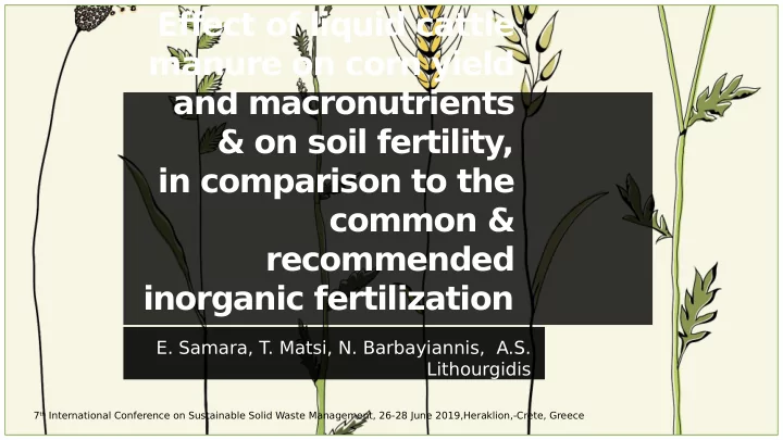 efgect of liquid cattle manure on corn yield and