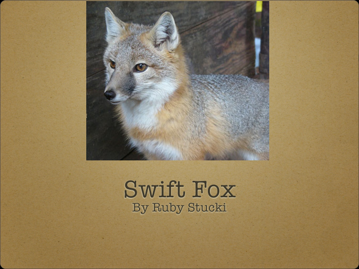swift fox