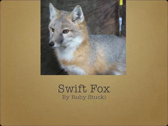 Swift Fox  By Ruby Stucki  Looks  The swift fox is a small, light orange-tan  fox with large ears,