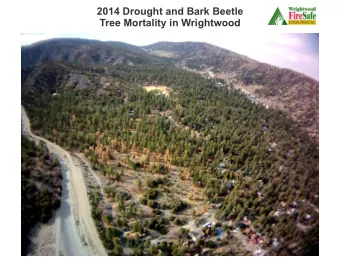 2014 Drought and Bark Beetle  Tree Mortality in Wrightwood  Tree health in Swarthout Valley is