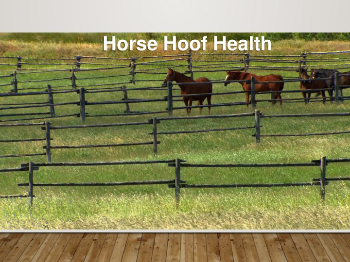 horse hoof health three vectors for horse hoof health