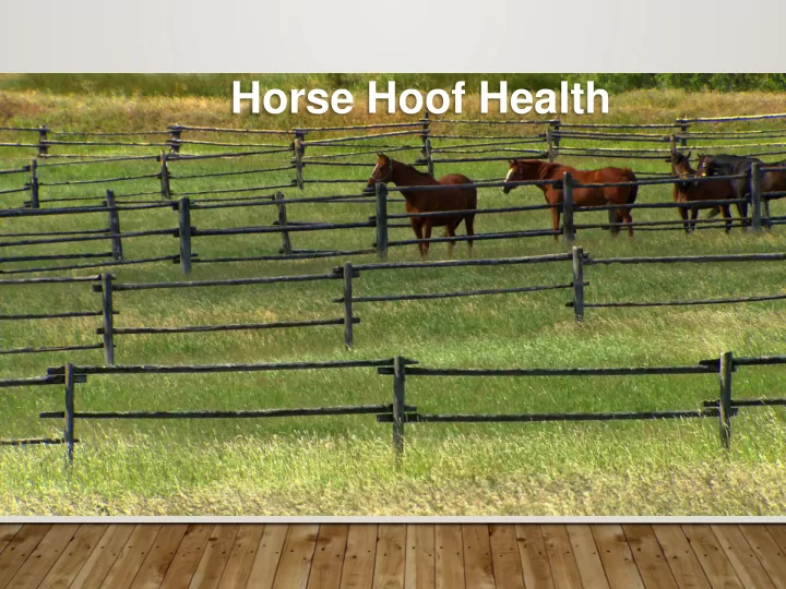 horse hoof health three vectors for horse hoof health