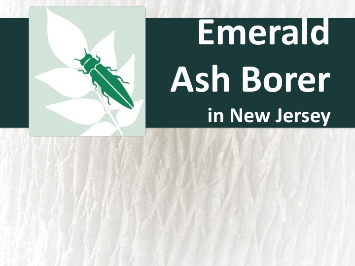 ash borer