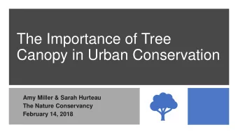 The Importance of Tree  Canopy in Urban Conservation  Amy Miller &amp; Sarah Hurteau  The Nature