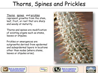 Thorns, Spines and Prickles  Thorns,  spines,  and prickles  represent growths from the stem,
