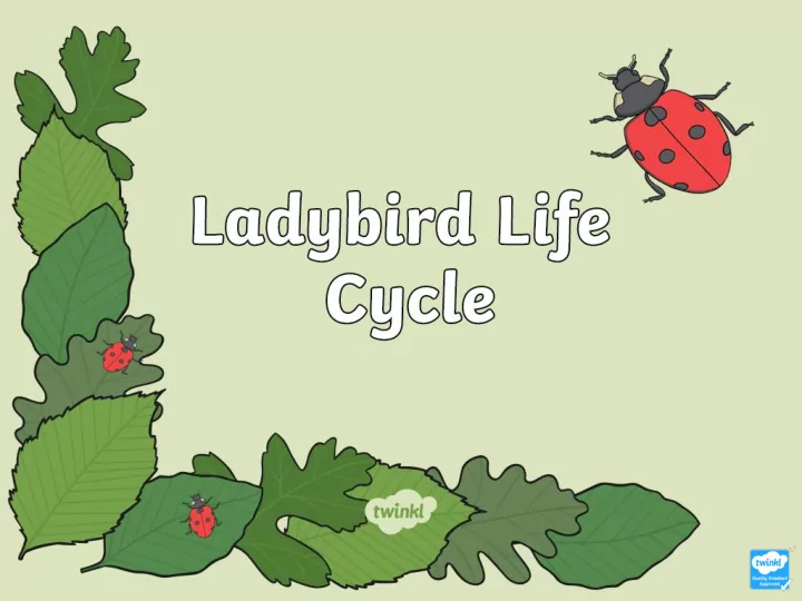 the female ladybird lays its eggs