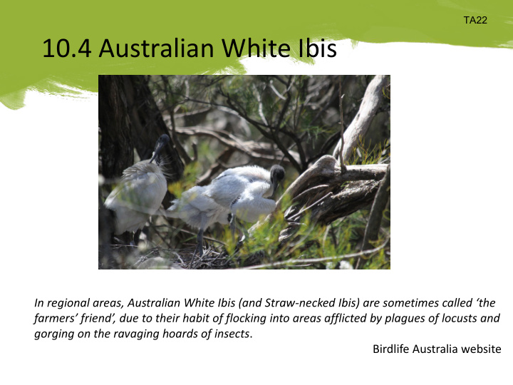 10 4 australian white ibis