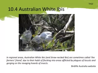 10.4 Australian White Ibis  In regional areas, Australian White Ibis (and Straw-necked Ibis) are