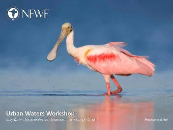 Urban Waters Workshop Jody Olson, Director Federal Relations  October 18, 2018  Roseate