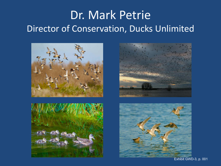 dr mark petrie