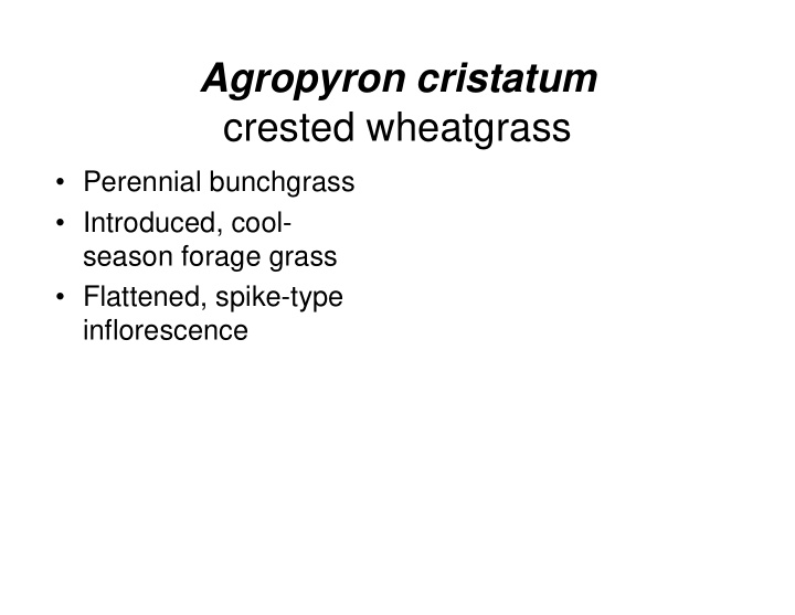 agropyron cristatum crested wheatgrass