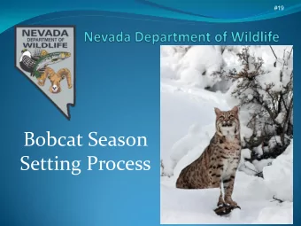 Bobcat Season  Setting Process  NDOW Approach  Production  Adult Male - Adult Female Ratio