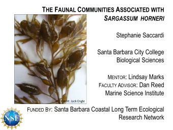 Timeline of Sargassum horneri invasion in Southern California  Credit: David J. Kushner  Why care