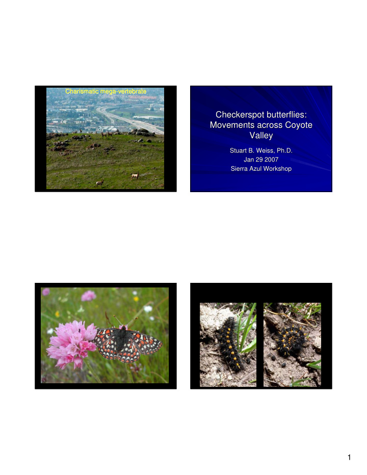 checkerspot butterflies checkerspot butterflies movements