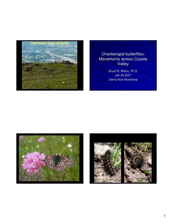 Checkerspot butterflies:  Checkerspot butterflies:  Movements across Coyote  Movements across