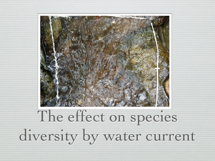 the effect on species diversity by water current