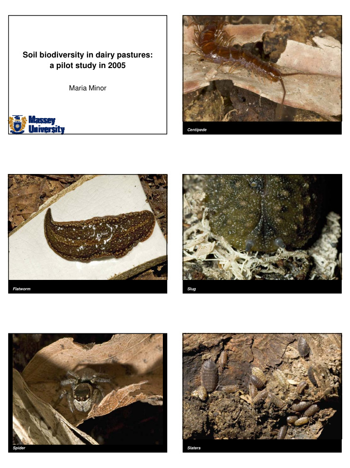 soil biodiversity in dairy pastures a pilot study in 2005