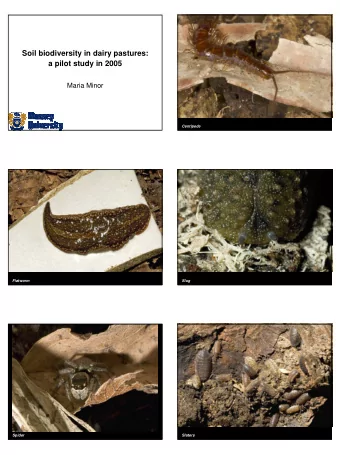 Soil biodiversity in dairy pastures:  a pilot study in 2005  Maria Minor  Centipede  Flatworm  Slug